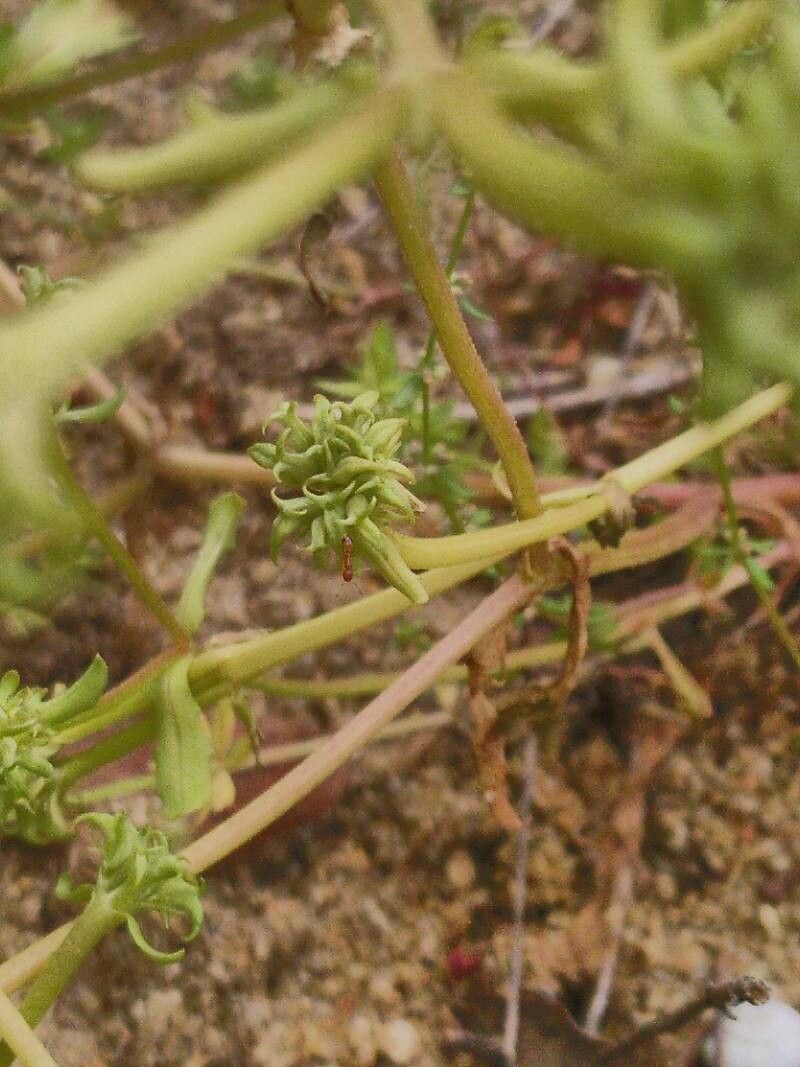 Valeriana echinata — houseplant care guide