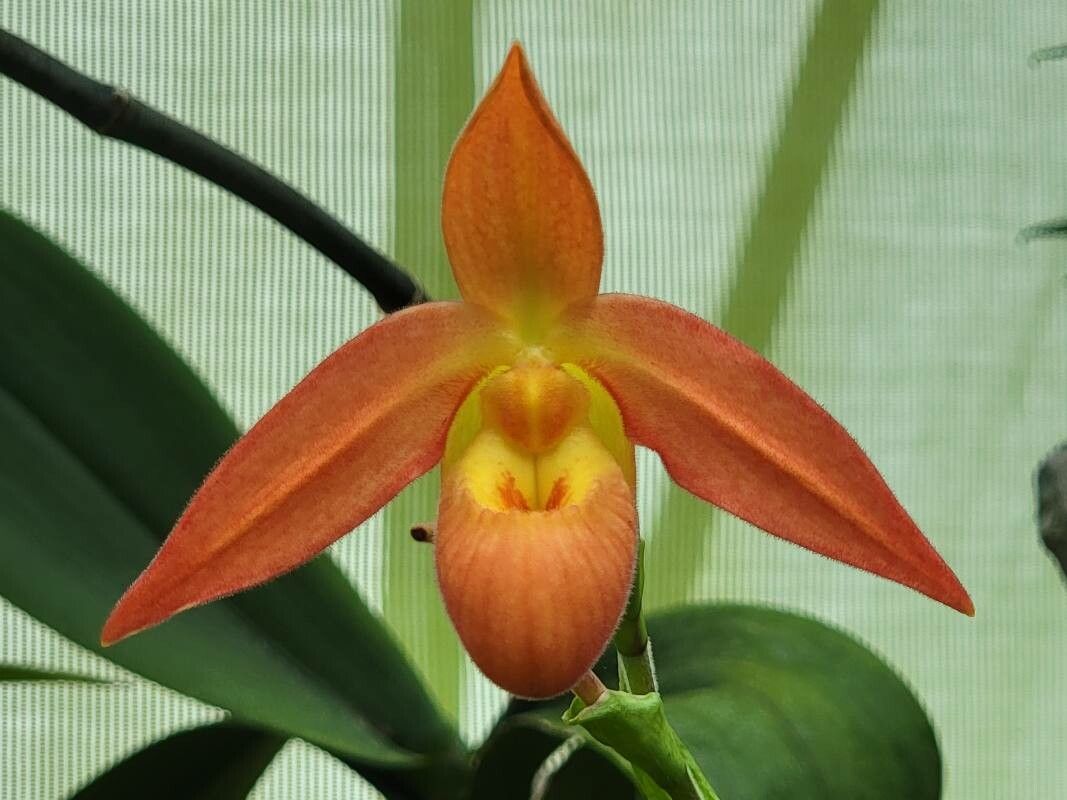 Phragmipedium besseae flower