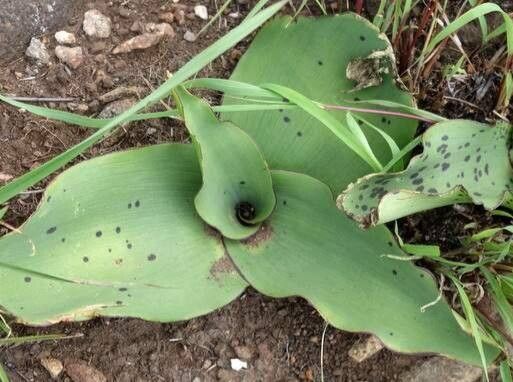 Ledebouria ovatifolia — search result for 'Ledebouria'