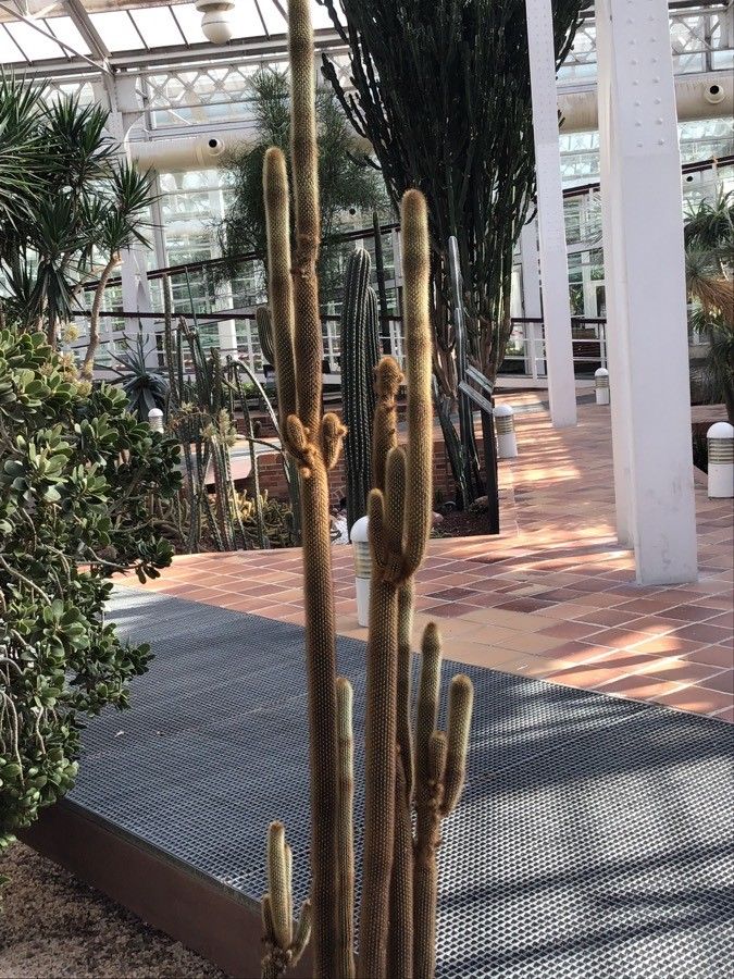 Espostoa guentheri fruit