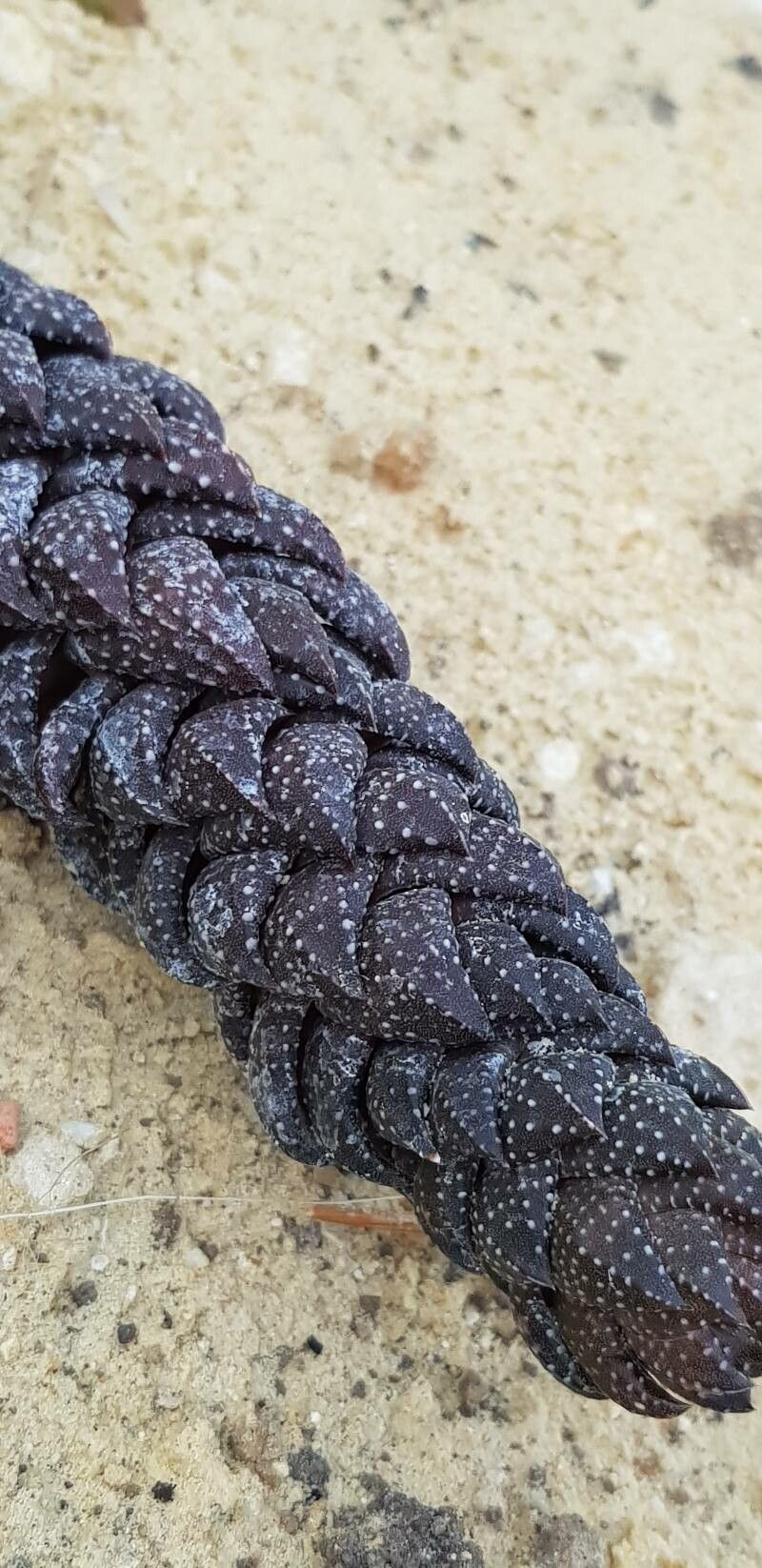 Haworthia springbokvlakensis leaf