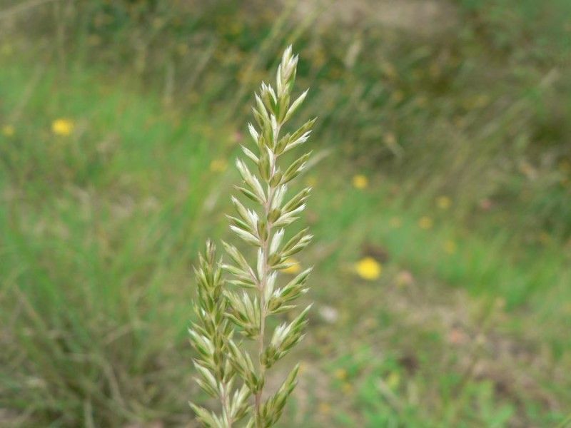 Koeleria macrantha fruit