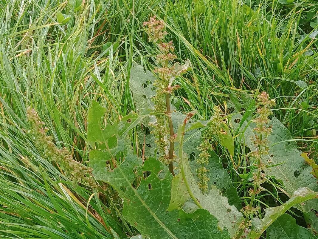 Rumex x pratensis flower