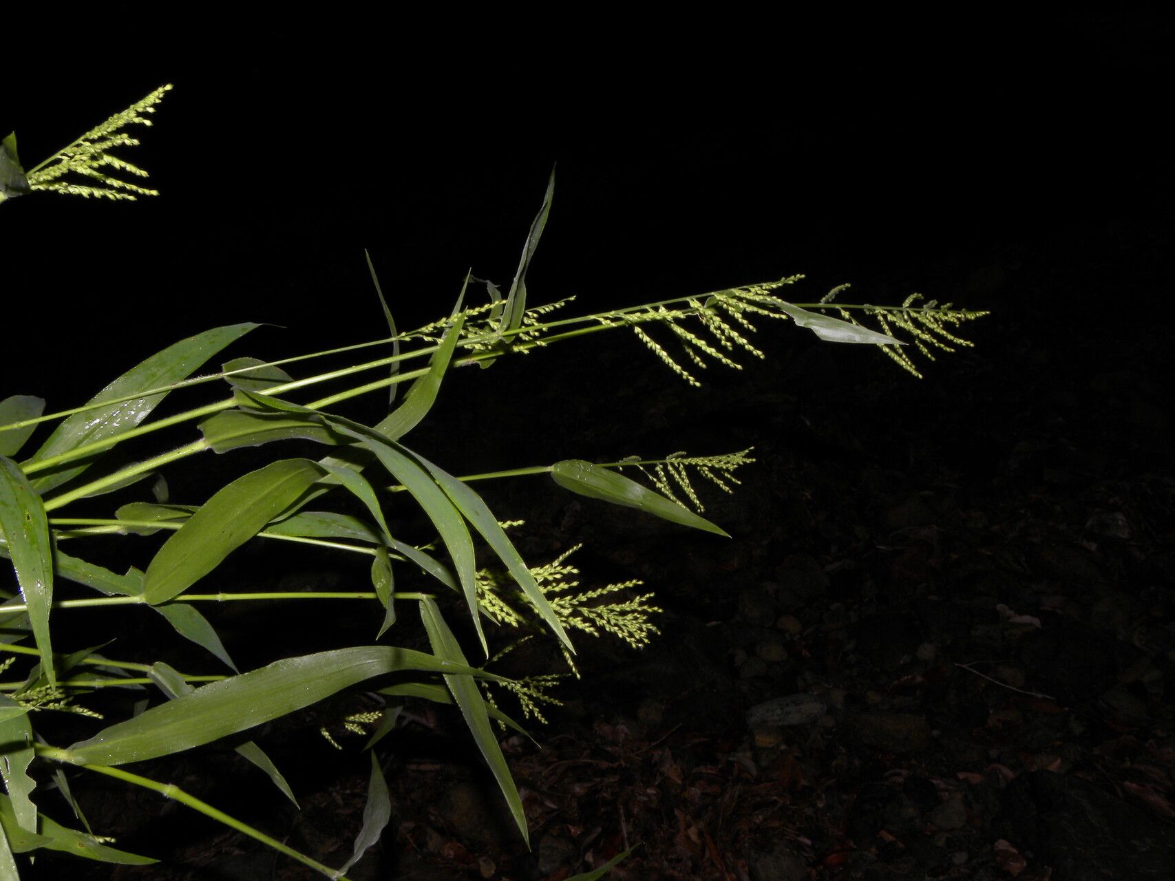 Urochloa mollis flower