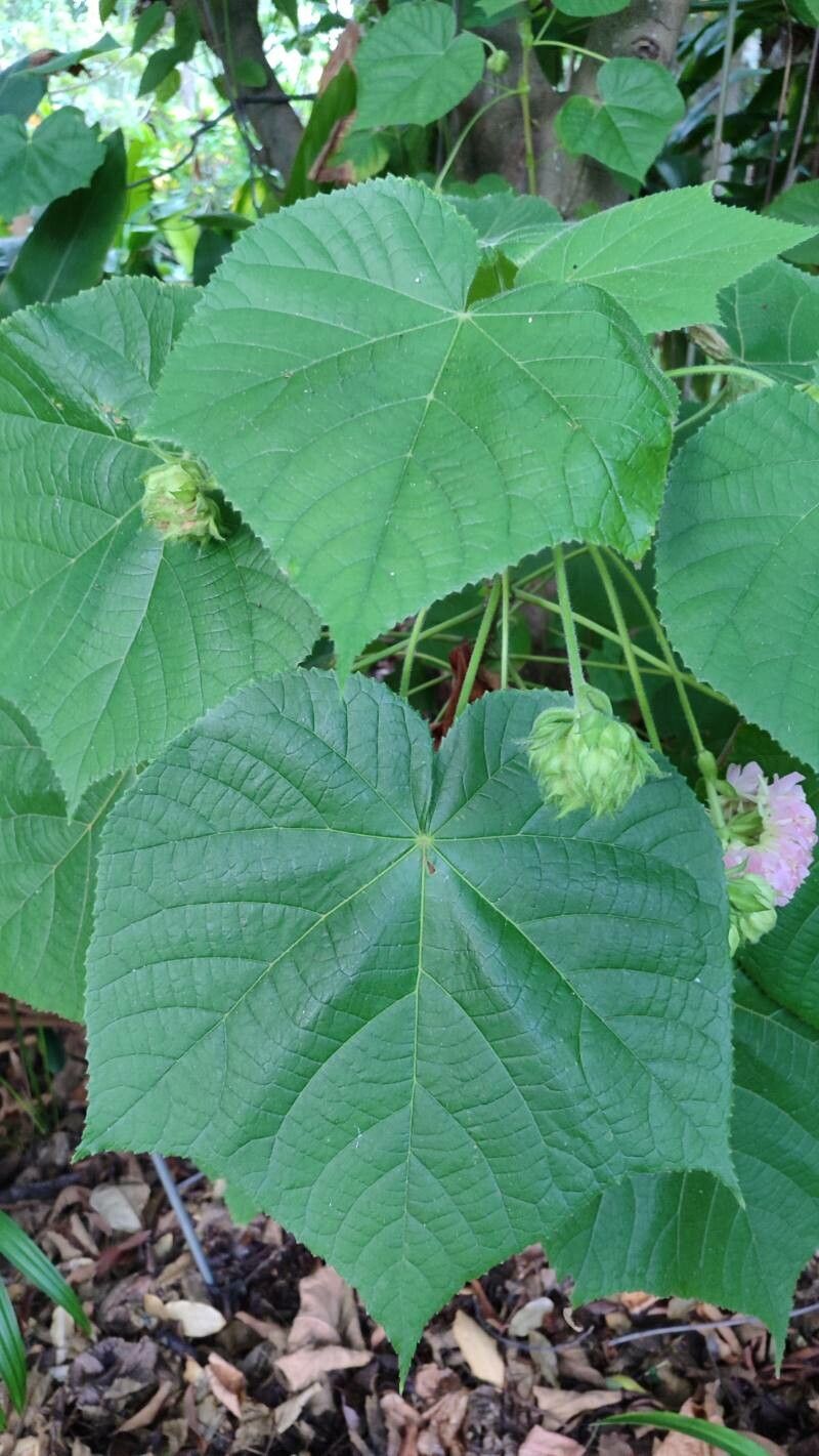 Dombeya × cayeuxii leaf