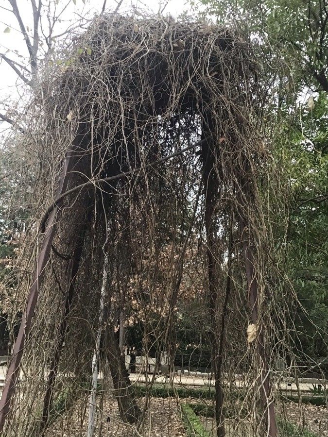 Cocculus orbiculatus bark