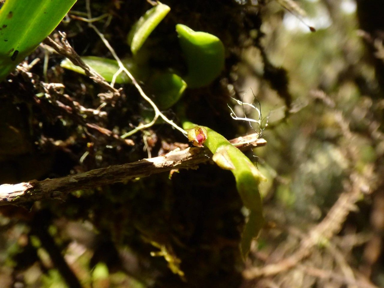 Bulbophyllum elliotii flower