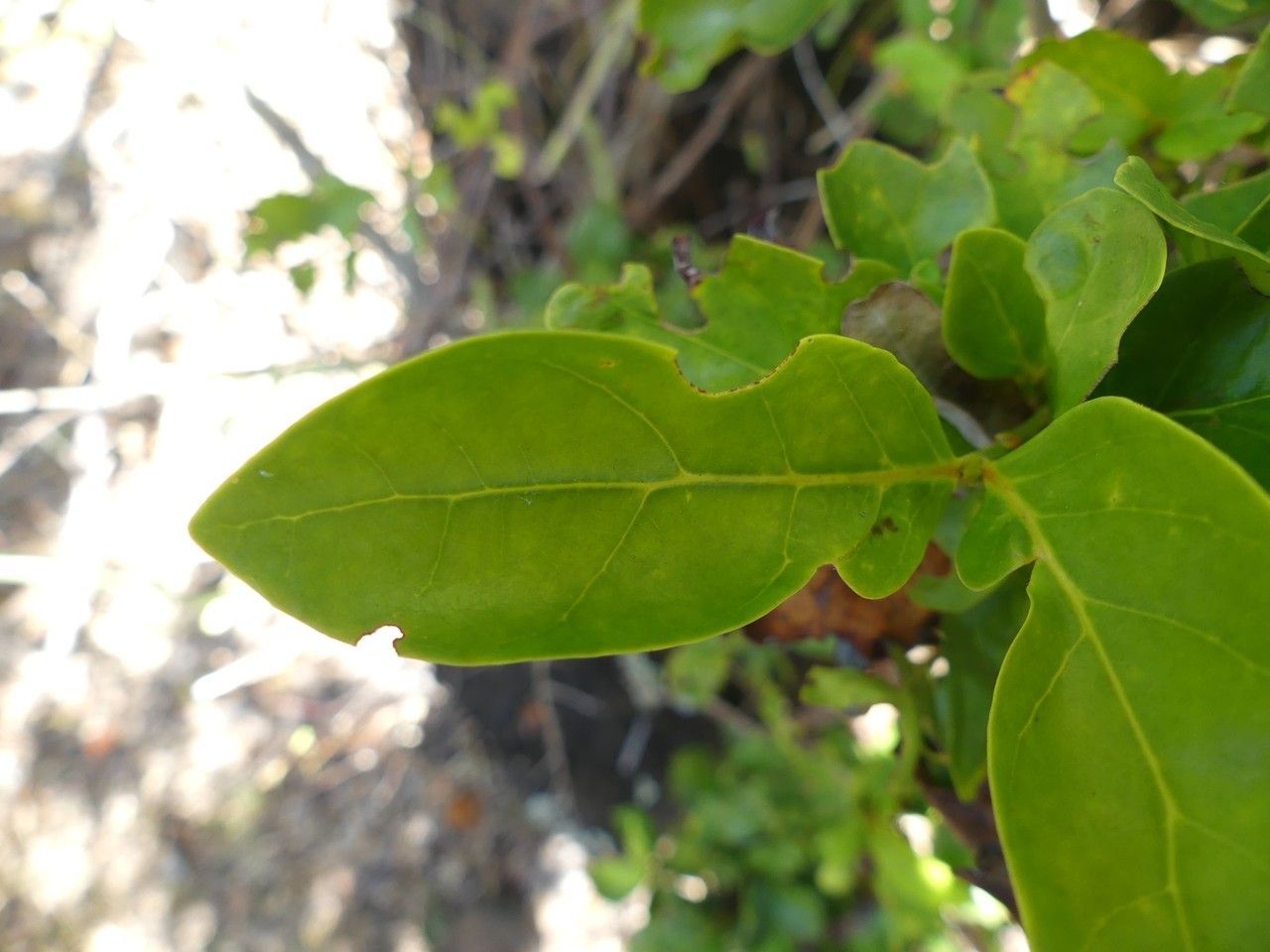 Pyrostria bibracteata — houseplant care guide