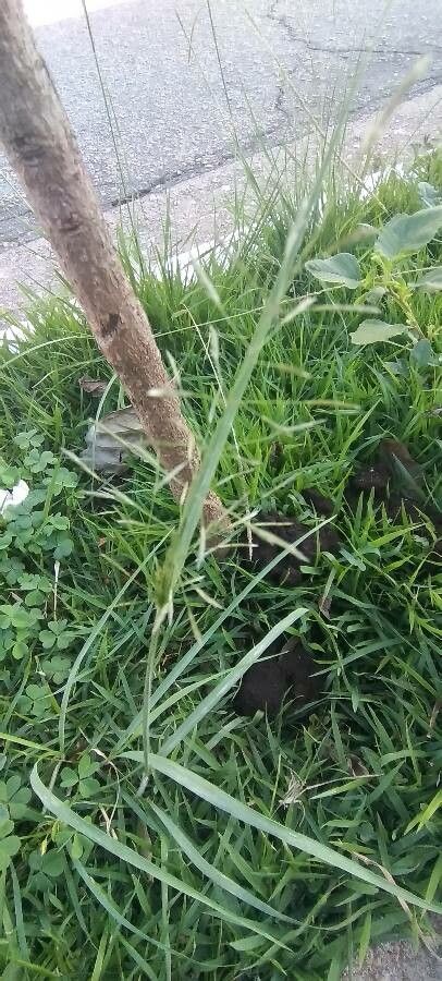 Eragrostis barrelieri