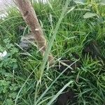 Eragrostis barrelieri