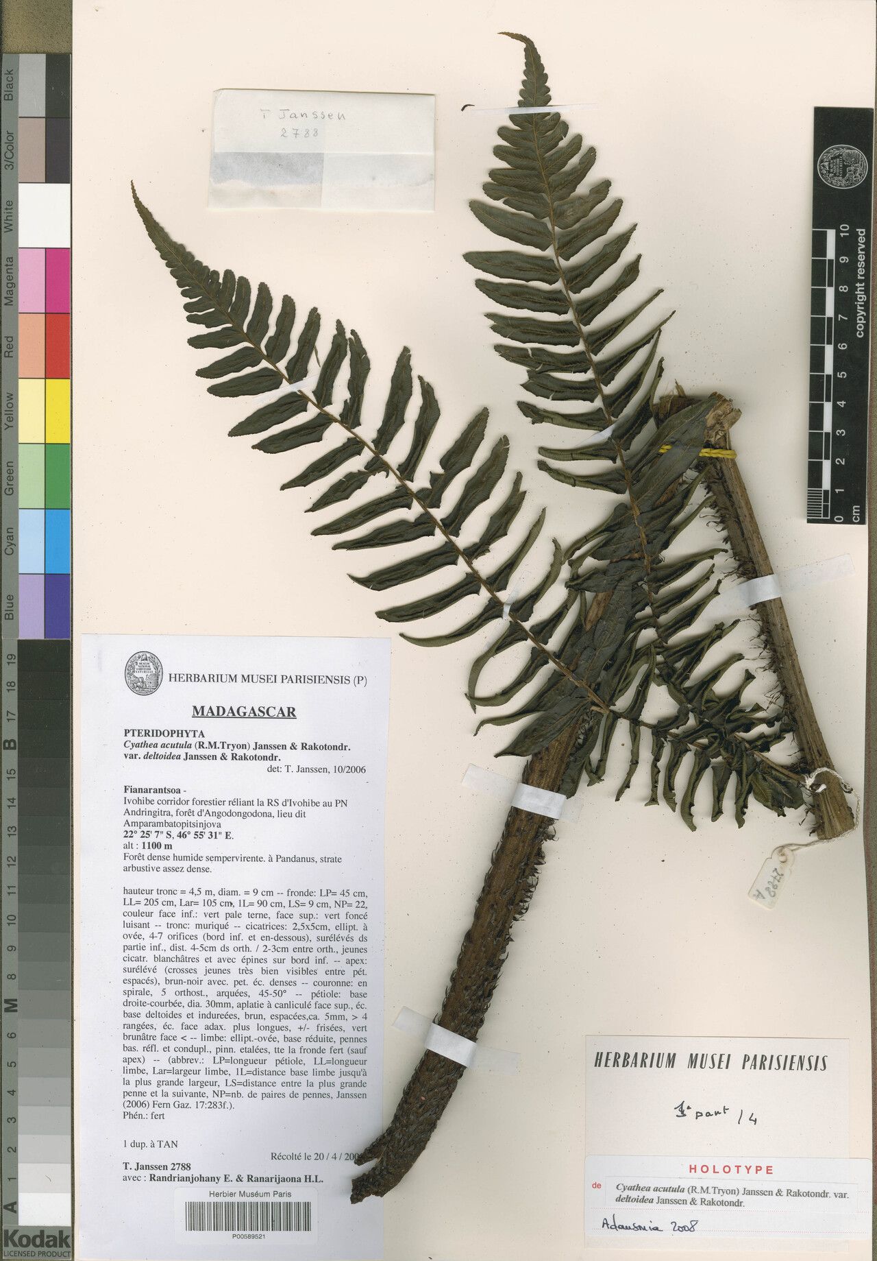 Alsophila acutula — related species from the same genus