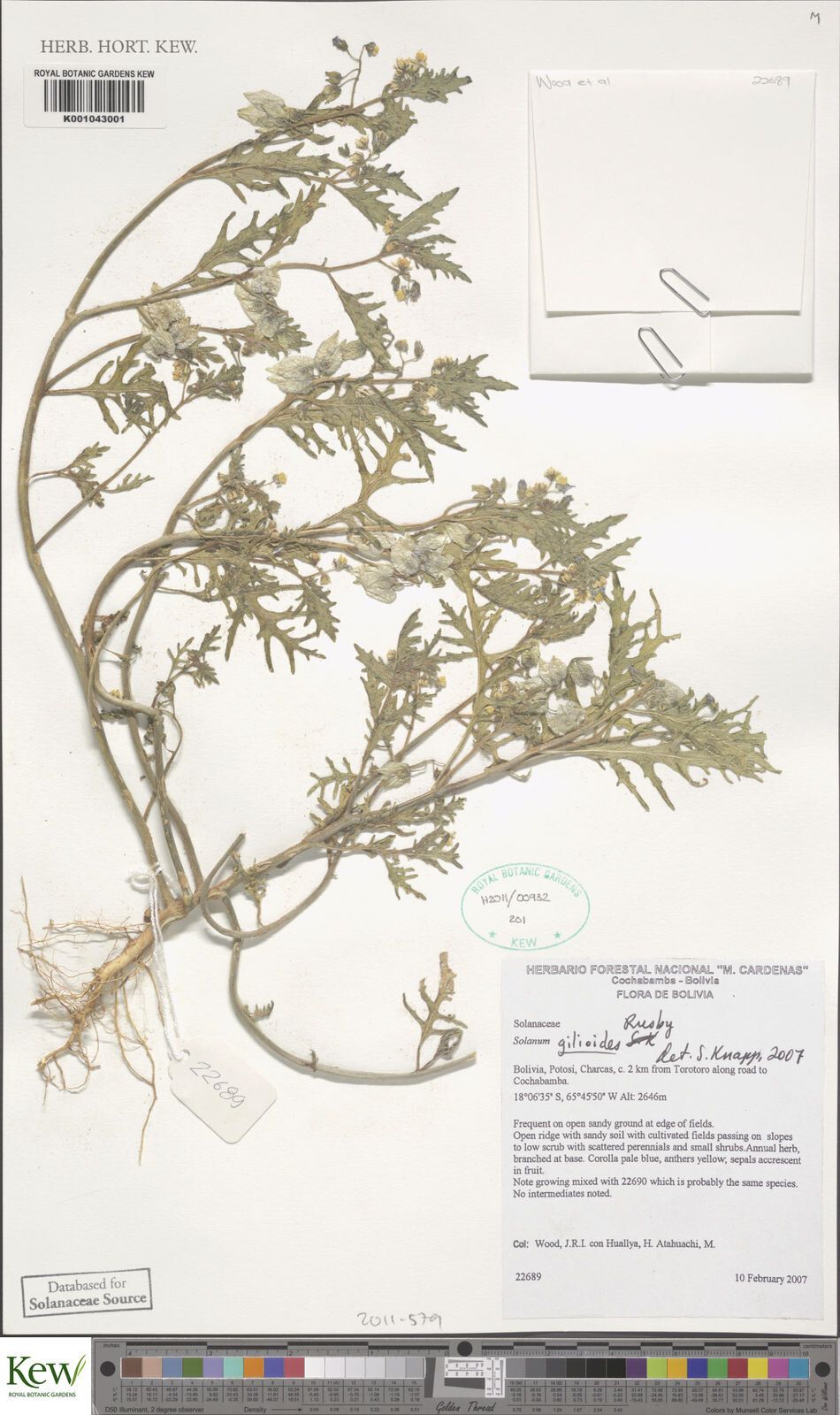 Solanum gilioides — houseplant care guide