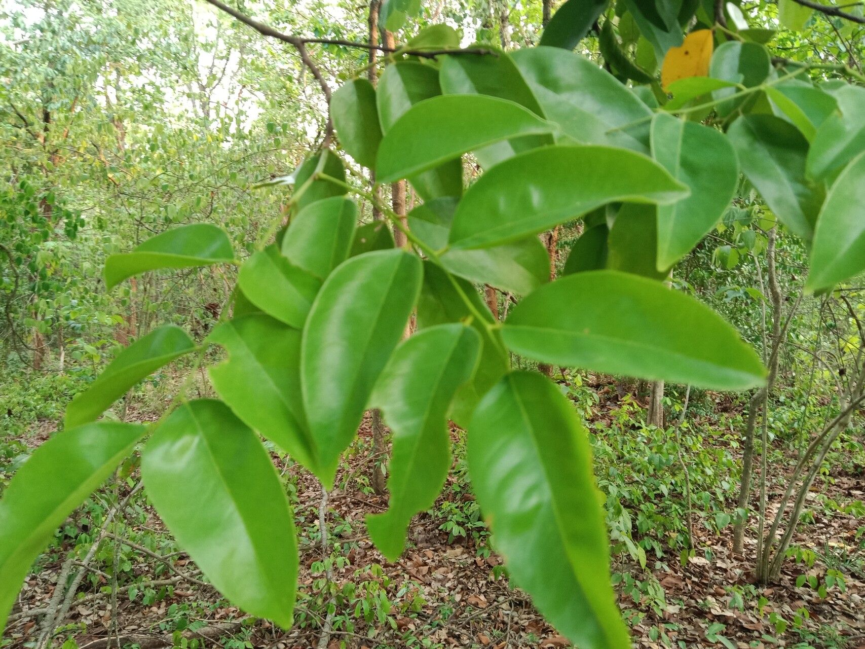 Dialium cochinchinense — related species from the same genus