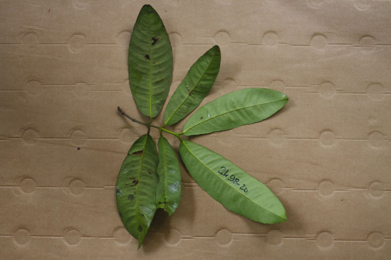 Garcinia benthamiana leaf