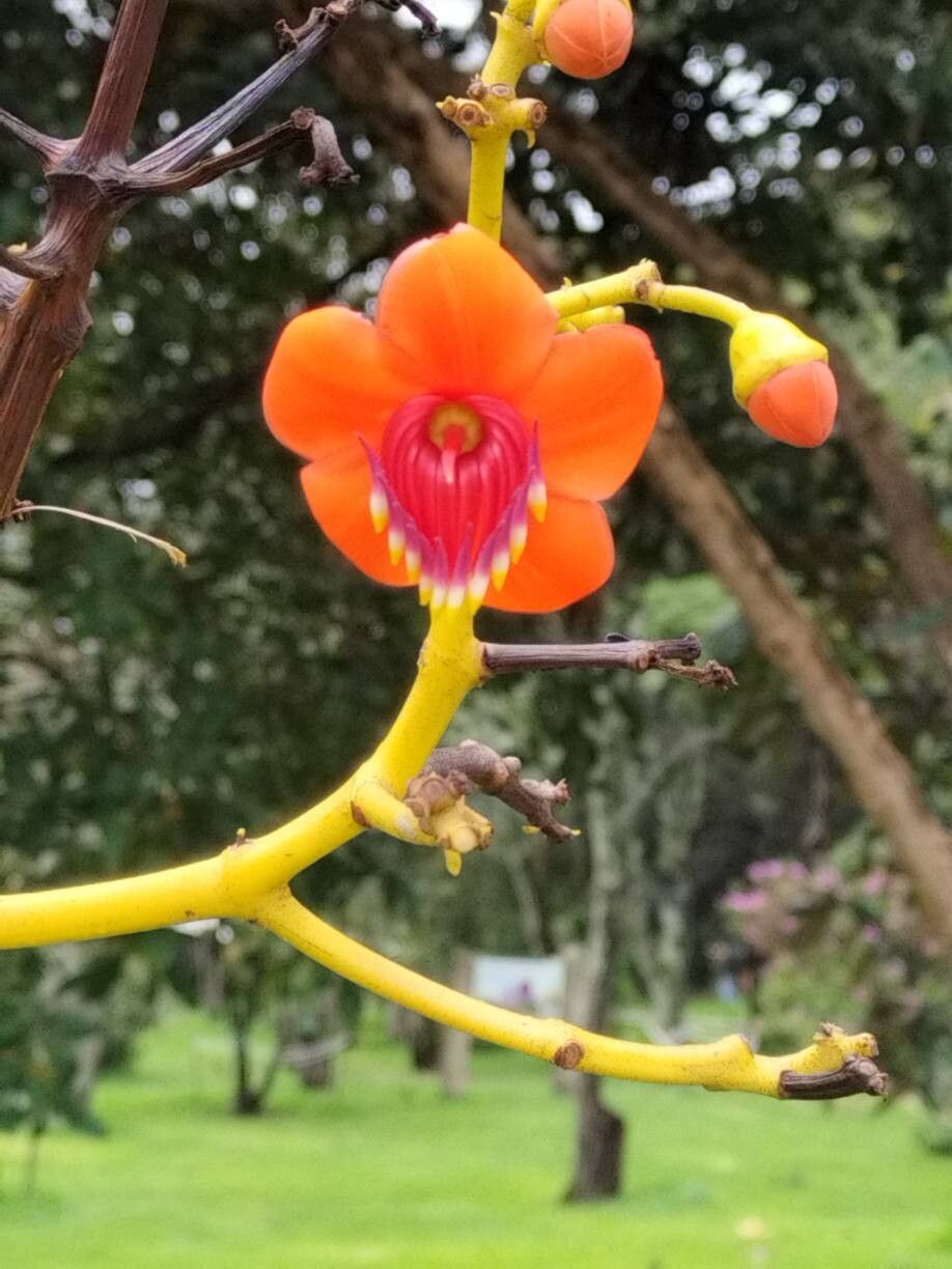 Meriania hernandi flower