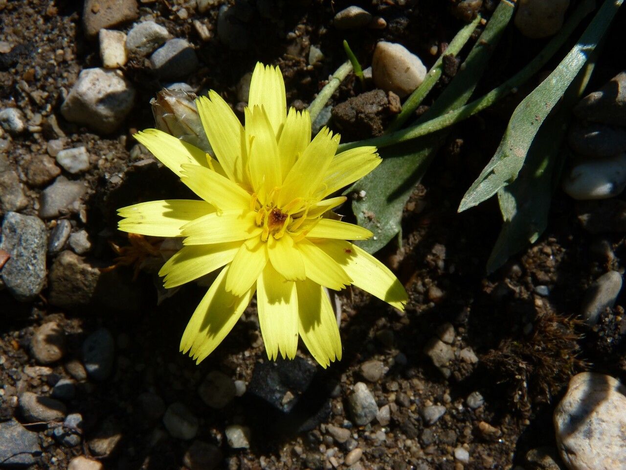 Catananche caespitosa — related species from the same genus