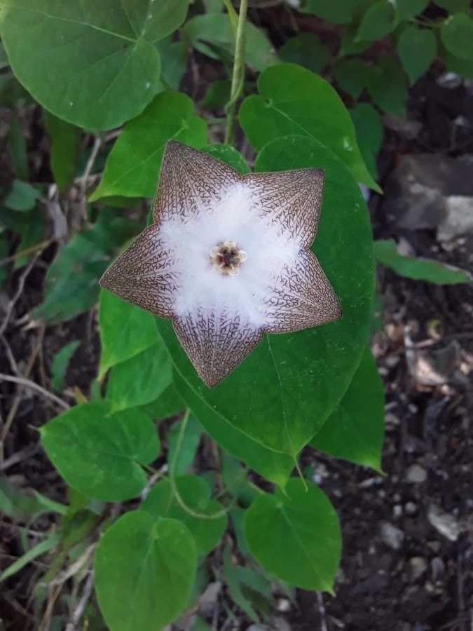 Polystemma guatemalense flower
