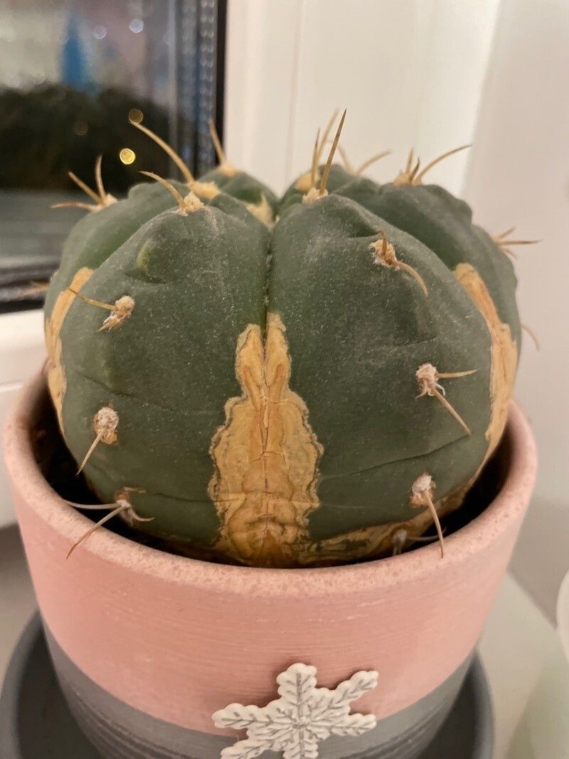 Matucana madisoniorum bark