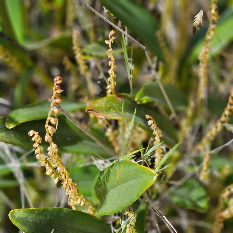 Stelis pardipes flower