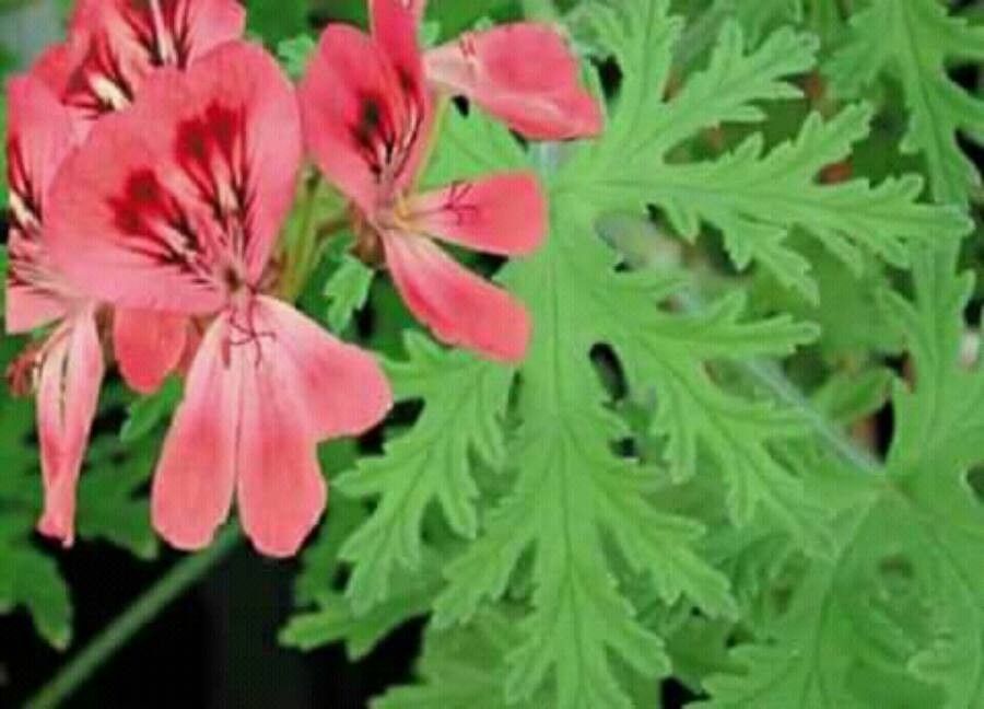 Pelargonium odoratissimum flower
