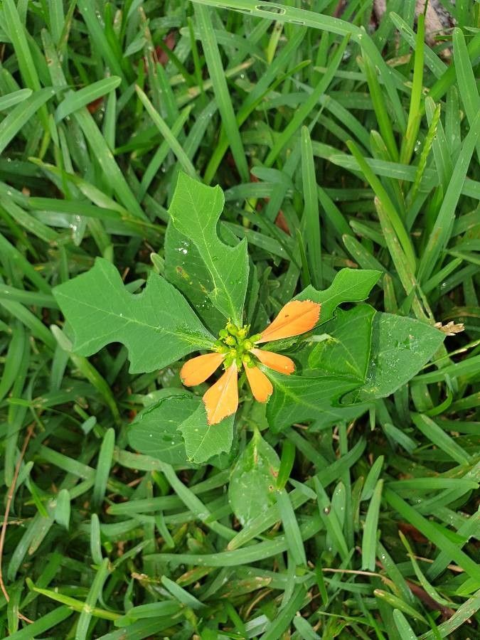 Euphorbia cyathophora — search result for 'Euphorbia'