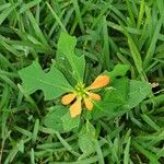 Euphorbia cyathophora