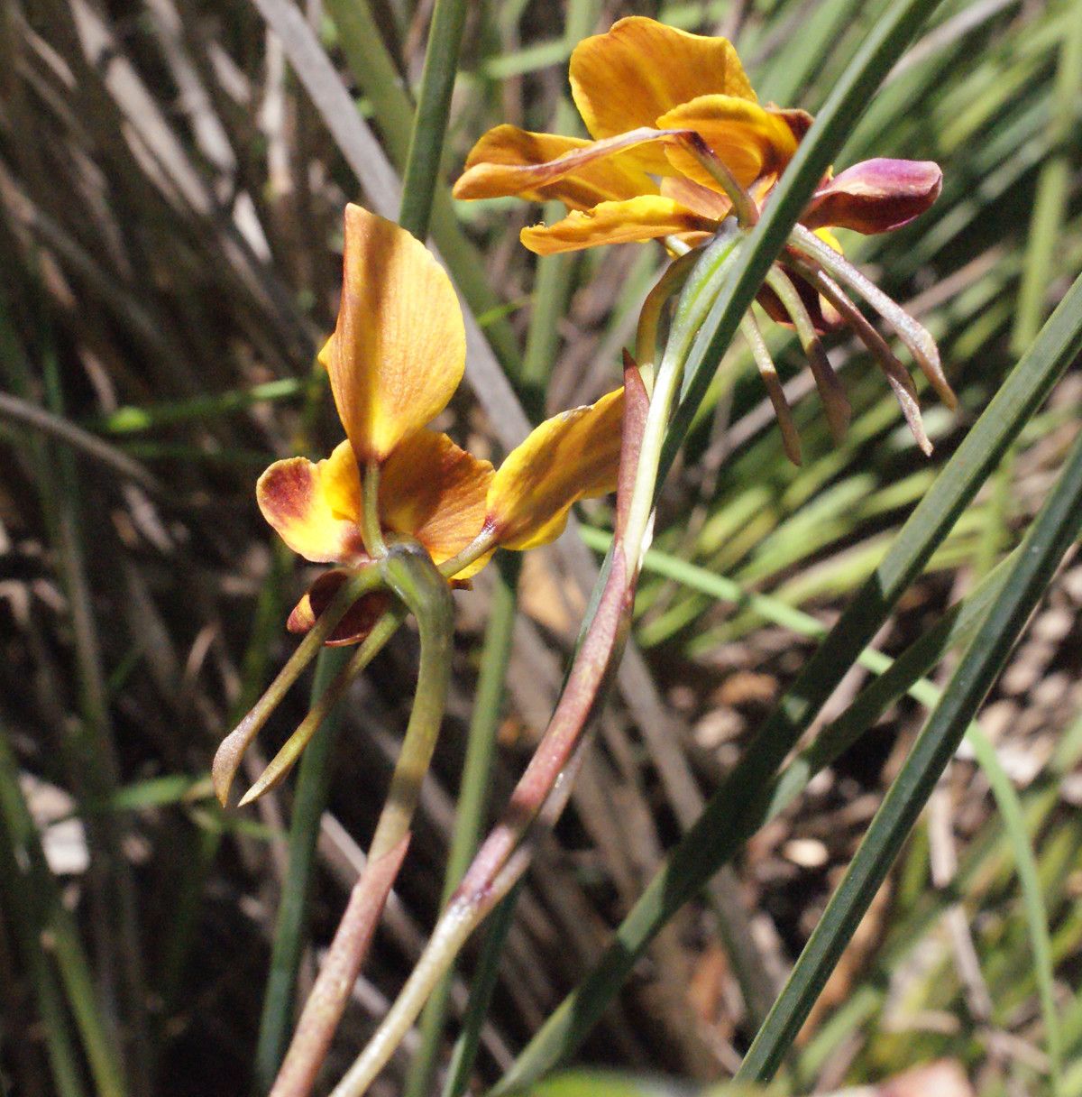 Diuris carinata habit