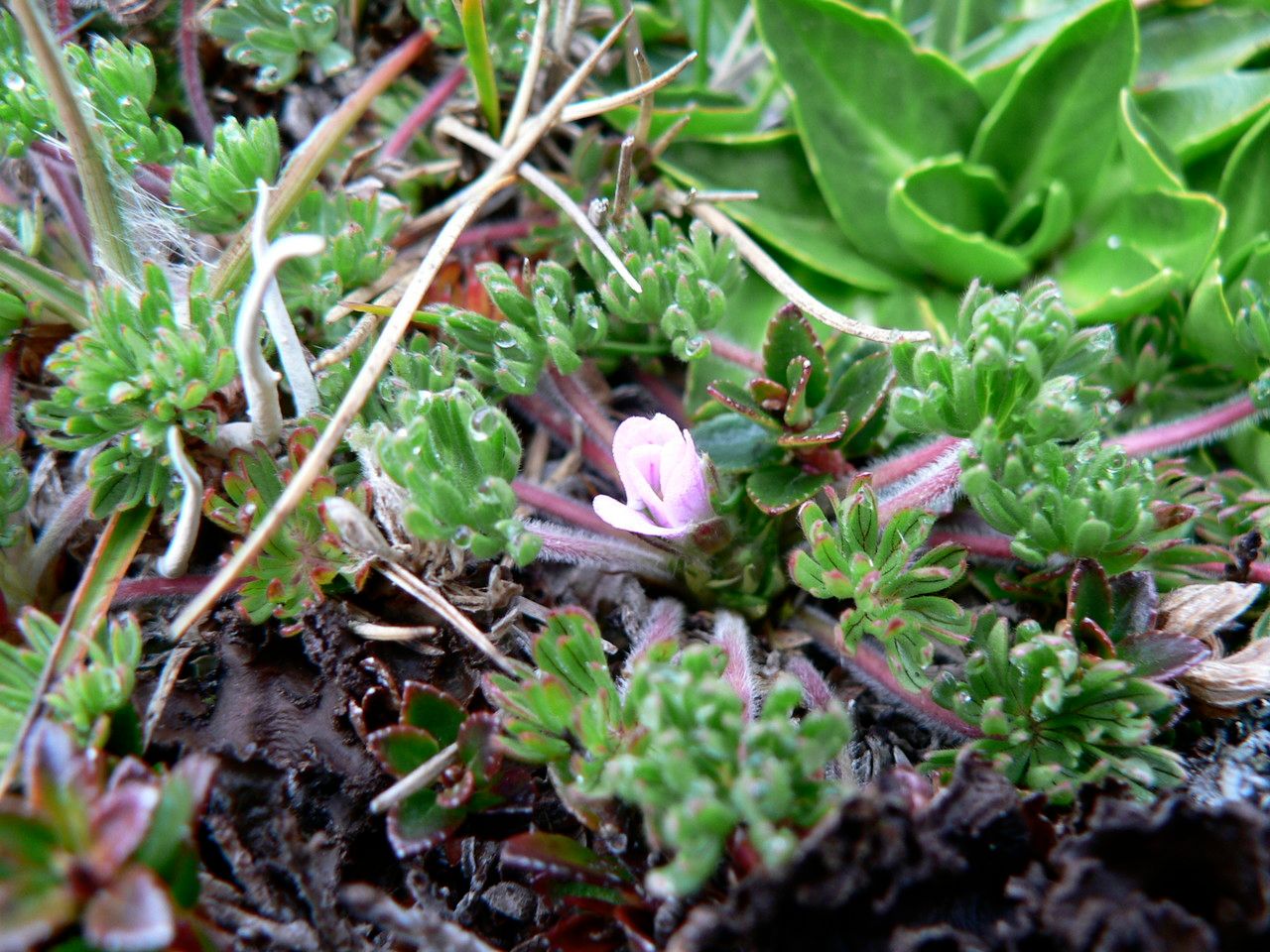 Geranium multipartitum — houseplant care guide