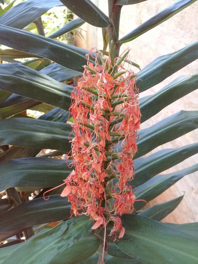 Hedychium coccineum flower