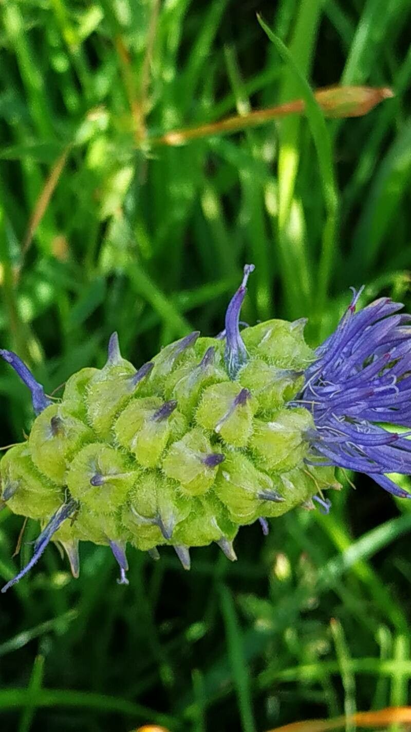 Phyteuma betonicifolium fruit