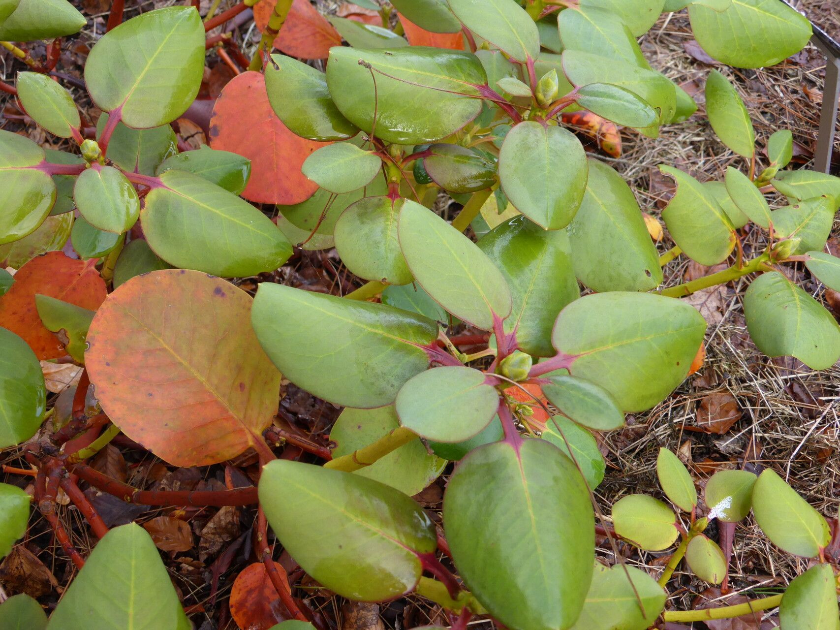 Rhododendron platypodum leaf