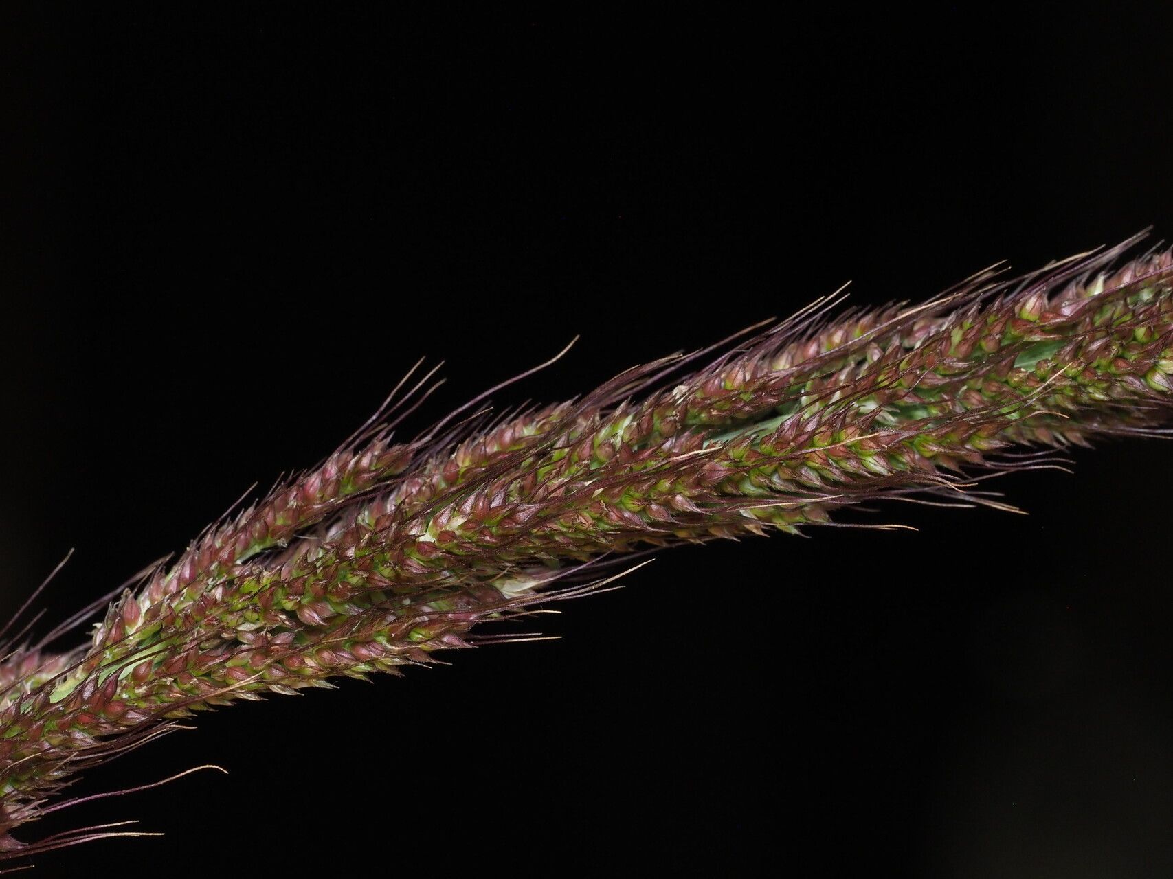 Echinochloa haploclada fruit