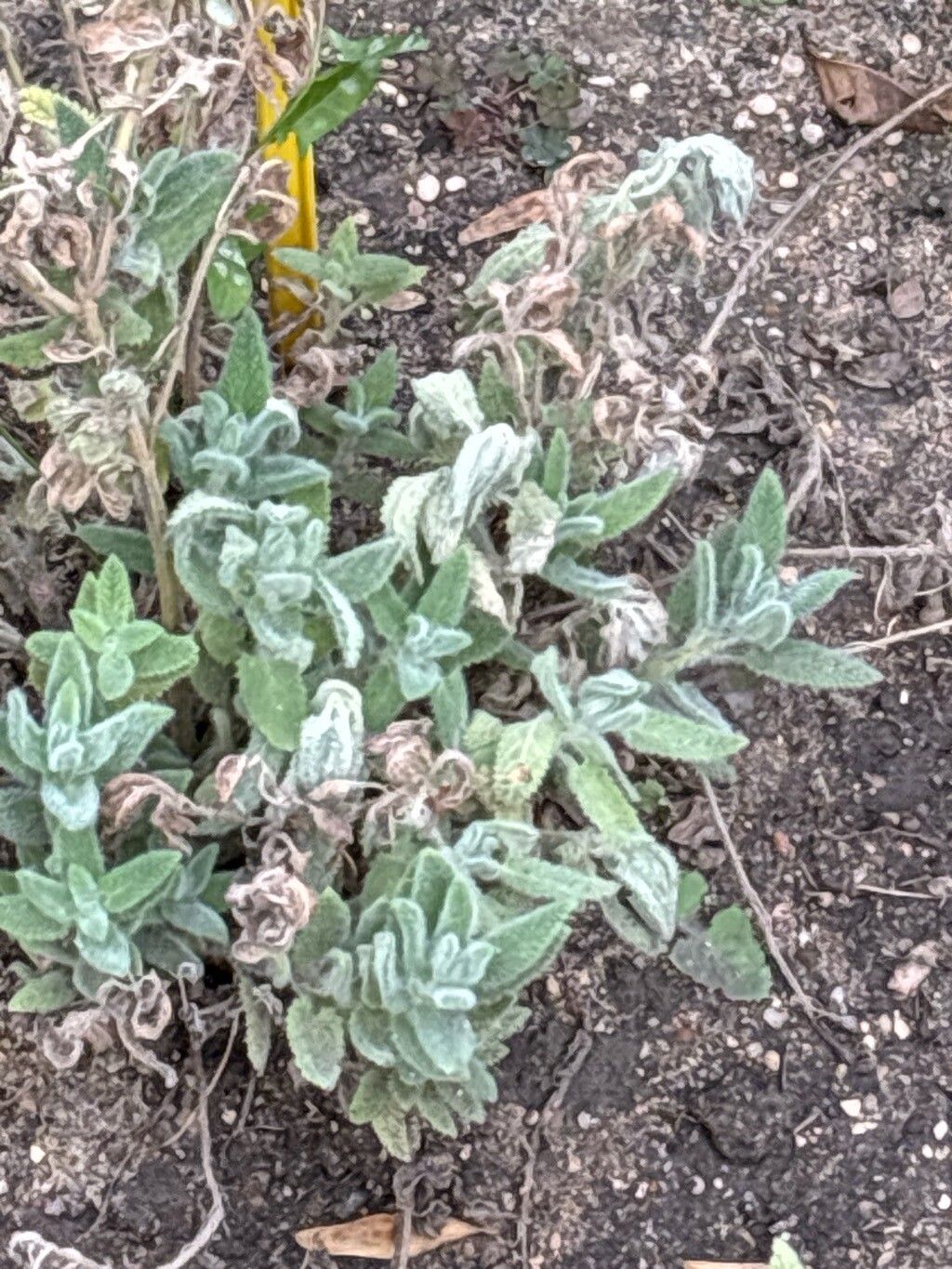 Nepeta teydea — search result for 'Nepeta'