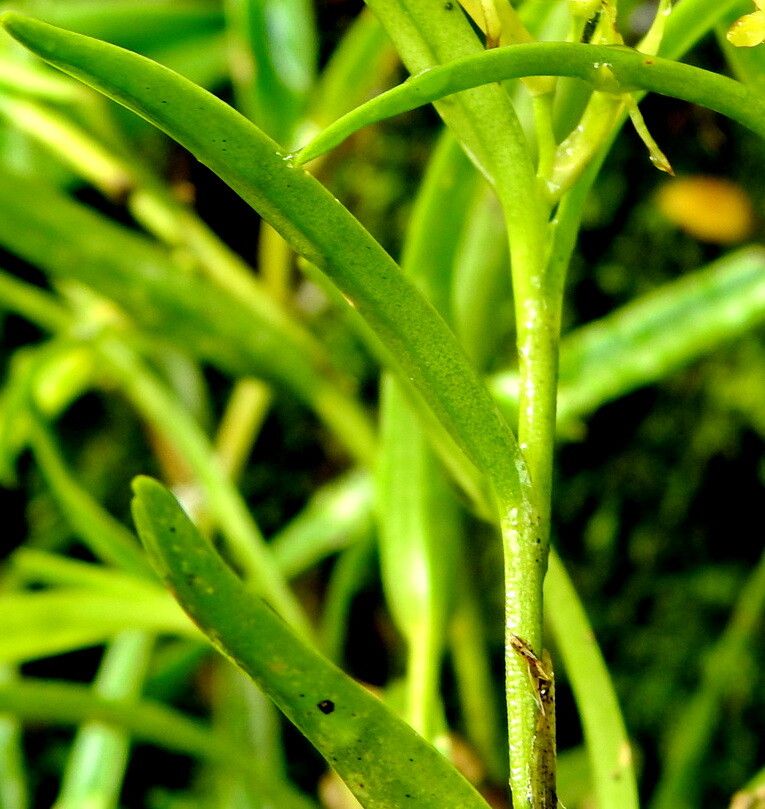 Epidendrum ramosum — search result for 'Epidendrum'