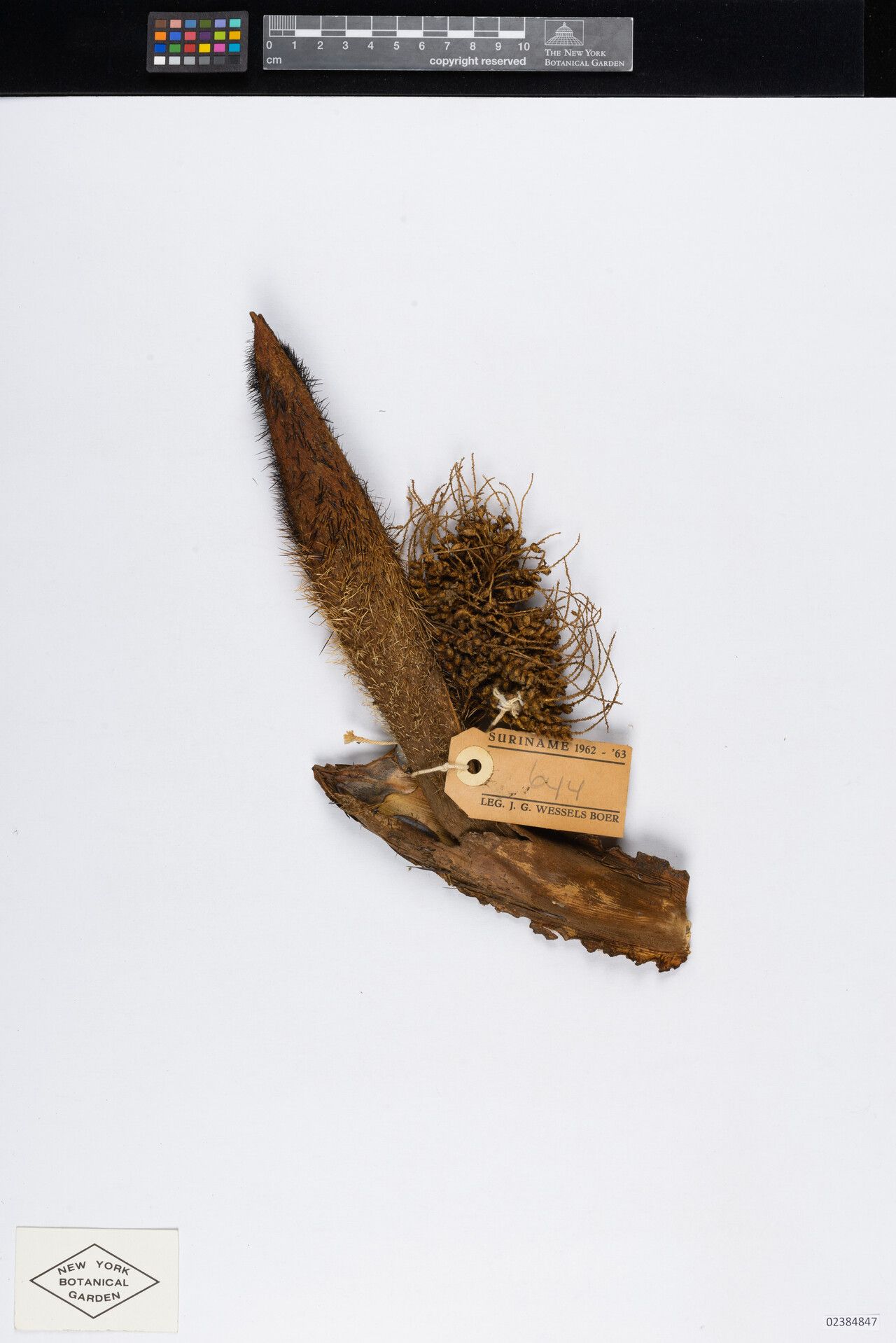 Bactris acanthocarpoides flower