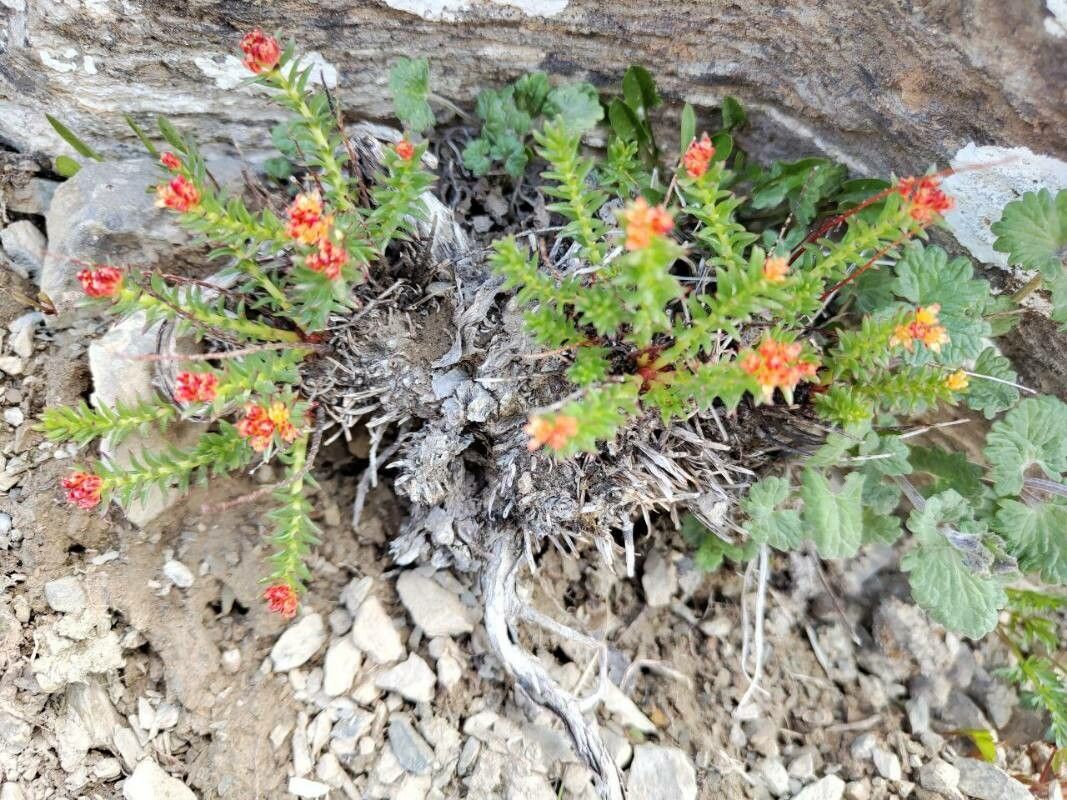 Rhodiola coccinea — related species from the same genus
