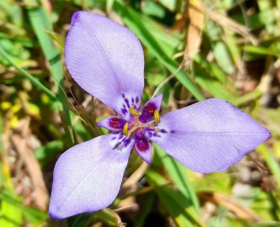 Herbertia lahue flower