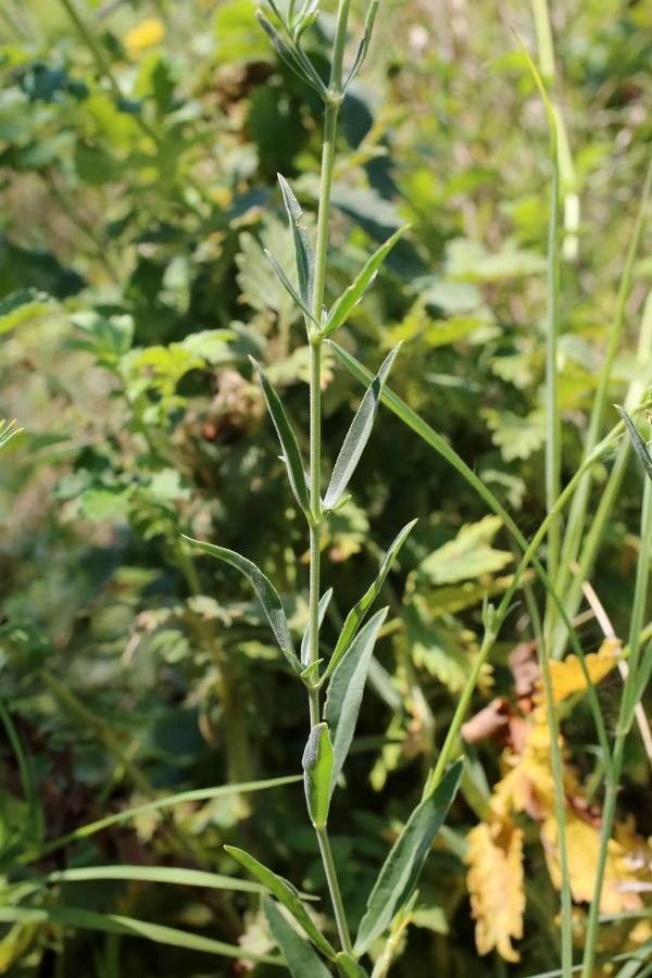 Silene skorpilii — houseplant care guide