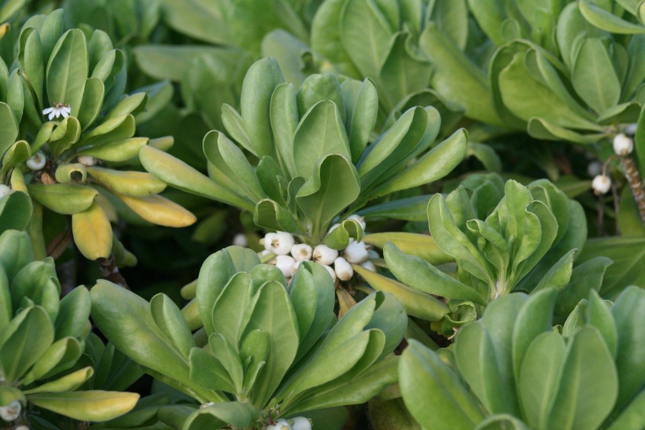 Scaevola sericea fruit