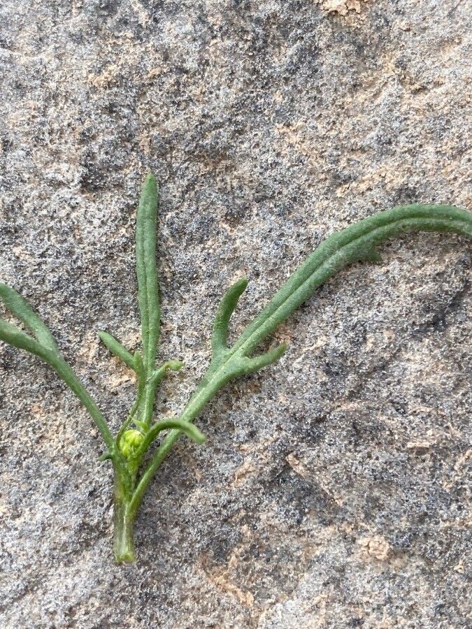 Senecio massaicus — houseplant care guide