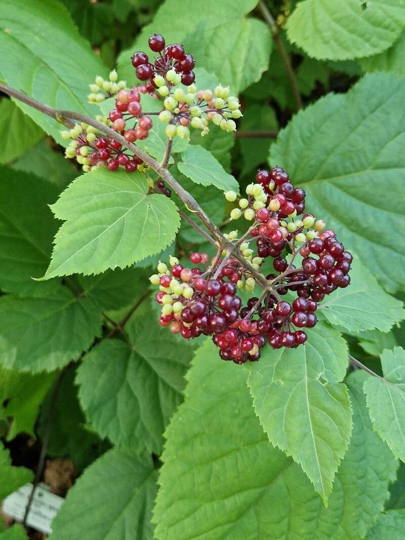Panax pseudoginseng fruit