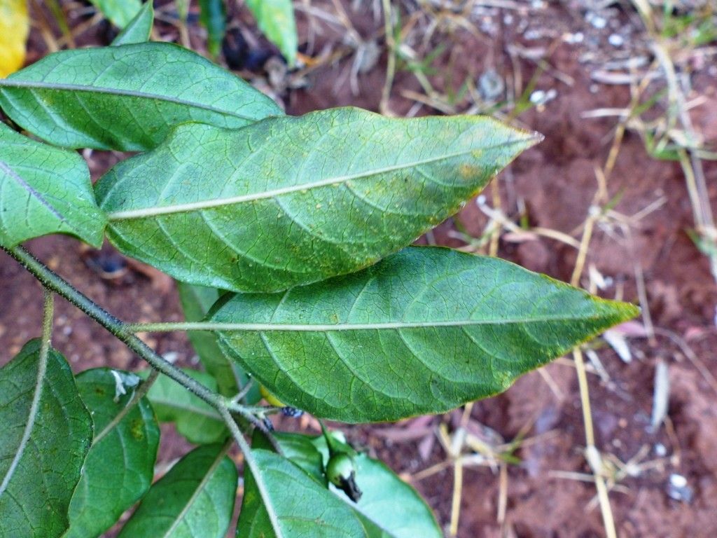 Solanum artense — houseplant care guide