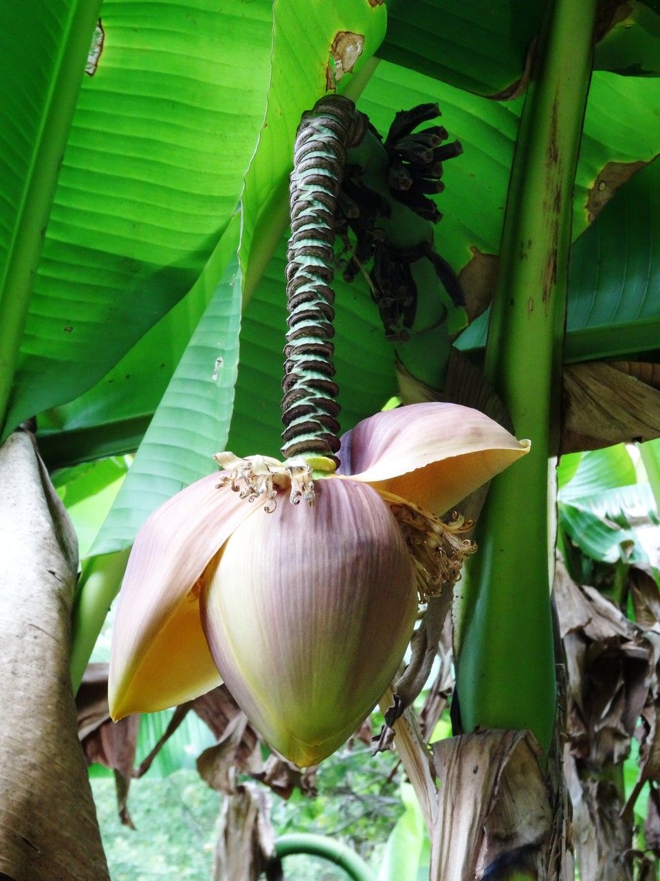 Musa basjoo flower