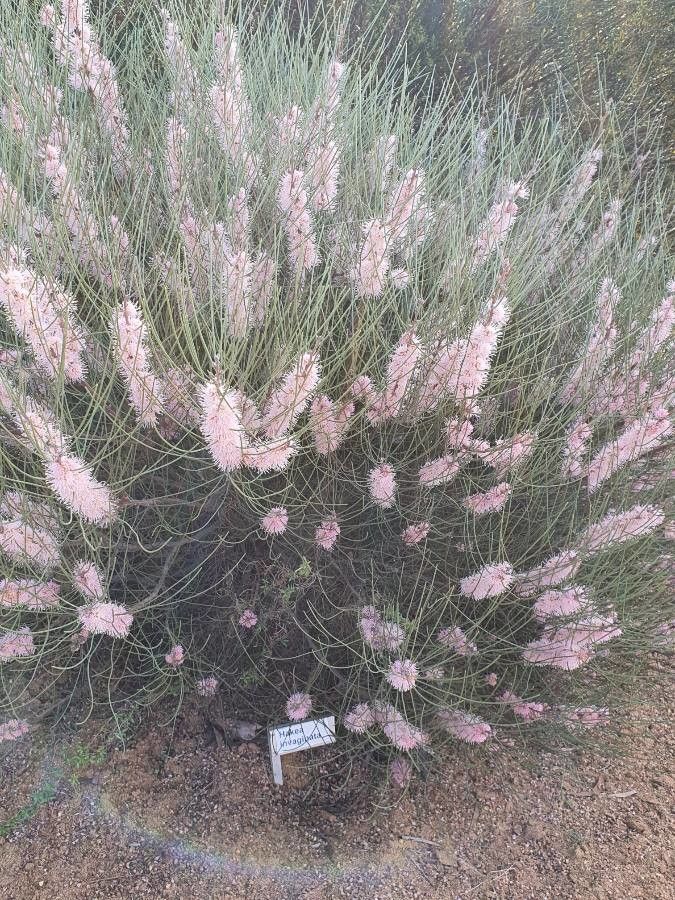 Hakea suaveolens flower