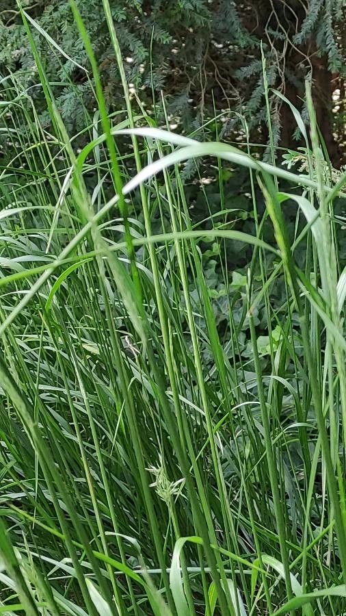 Calamagrostis linifolia habit