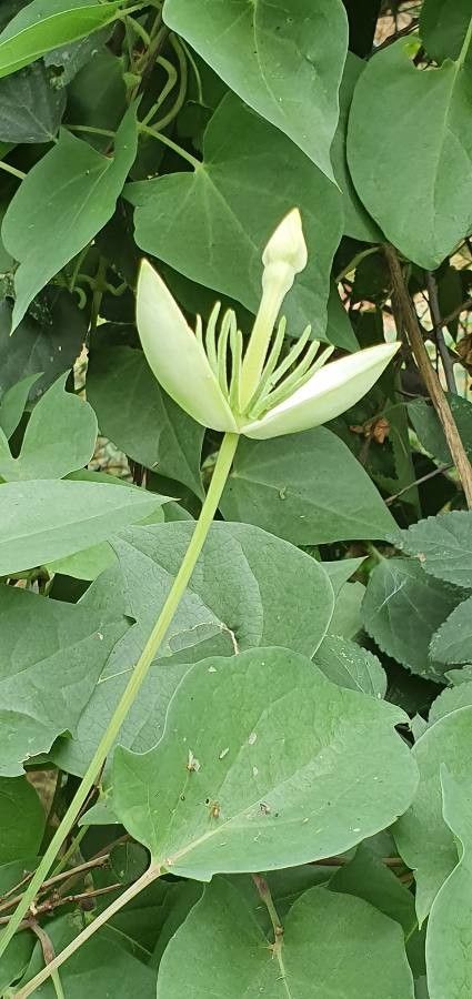 Thunbergia guerkeana leaf