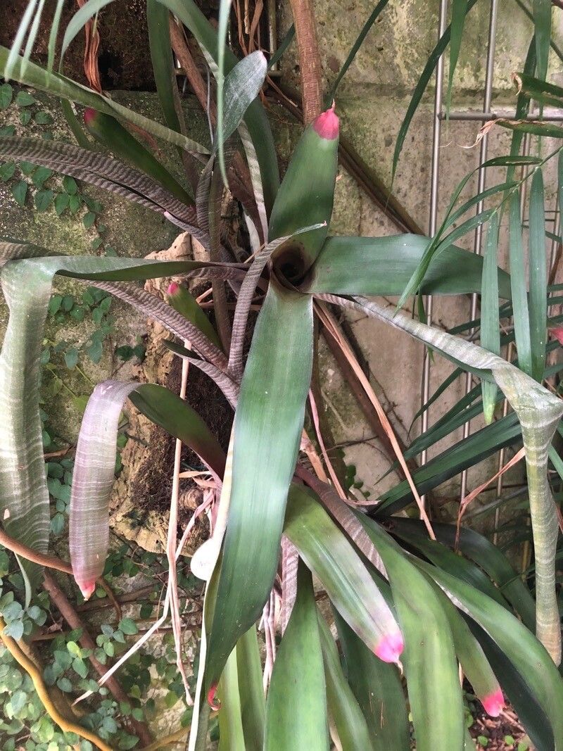 Neoregelia spectabilis — search result for 'Bromeliaceae'