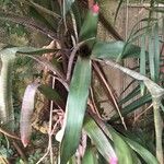 Neoregelia spectabilis