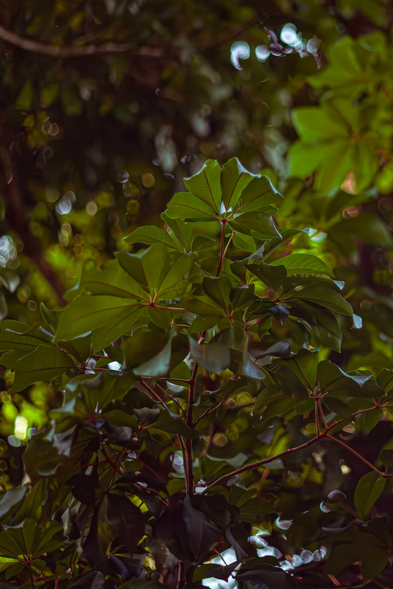 Heritiera sumatrana leaf