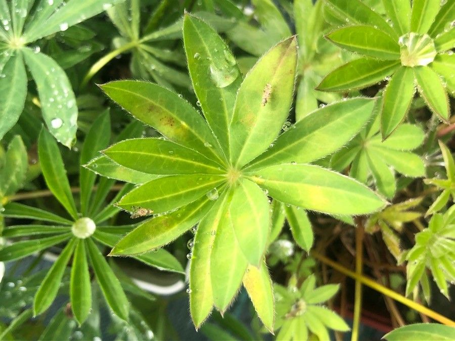 Lupinus russellianus — search result for 'Lupinus'